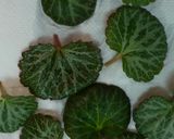 ユキノシタの天ぷら作り方1写真