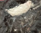 ささみ。(刺身)作り方4写真