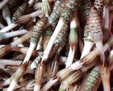 つくしの佃煮(春に食べられる山菜)作り方2写真