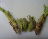 旬の味♪木の芽を食する（2）天ぷら作り方2写真