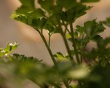 あさりとバジルソースパスタ鉄フライパン編作り方14写真