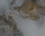 葱塩鶏焼親子作り方13写真