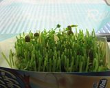 塩麹✿豆苗がモリモリ食べられる和え物✿作り方6写真