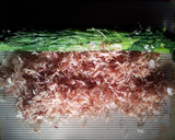 お弁当用にかわいく♡ほうれん草のおひたし作り方3写真
