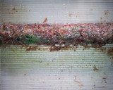 お弁当用にかわいく♡ほうれん草のおひたし作り方4写真