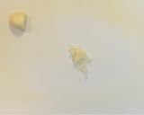 春キャベツ⭐︎しめじ⭐︎ベーコンのパスタ作り方2写真