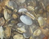簡単！鰆とアサリの地中海風煮込み作り方6写真