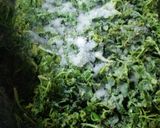 山椒の塩づけ（保存用）作り方3写真