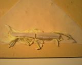 帆立とキャベツの春巻き作り方3写真