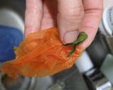 市販のルー無し☆鍋1つで簡単ハヤシライス作り方3写真