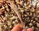 お酒のつまみに!シャキッと☆つくし炒め作り方1写真