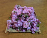 【農家のレシピ】八重桜の塩漬けと桜塩作り方1写真