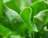 アイスプラントとトマトのごまマヨネーズ作り方1写真