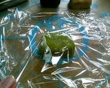 抹茶とココアの３色くるくるクッキー。作り方9写真