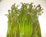 わらびの茹で方（私流）作り方1写真