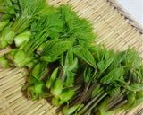 山菜の天ぷら☆こしあぶら＆こごみ作り方1写真