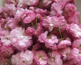 我が家の八重桜（関山）の塩漬け♪作り方5写真