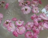 我が家の八重桜（関山）の塩漬け♪作り方6写真