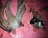 イカの下処理☆作り方6写真