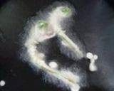 こごみの天ぷら作り方5写真