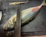 基本のアジの捌き方(三枚おろし)作り方5写真