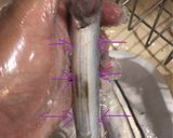 生秋刀魚の下処理♪簡単な内臓の取り方🐟作り方7写真
