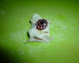 たこやき風チーズとクリーム包み巾着♥作り方4写真