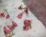 我が家の八重桜（関山）の塩漬け♪作り方12写真