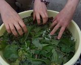 春の野草の酵素ジュース作り方2写真