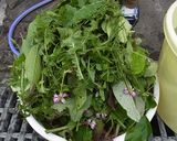 春の野草の酵素ジュース作り方3写真