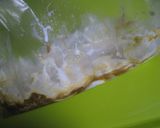 鶏もも肉で簡単♪たまにはタンドリーチキン作り方3写真