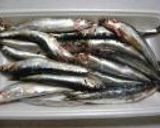 ☆　鰯のつみれ　作り方1写真