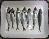 豆アジのマリネ作り方1写真