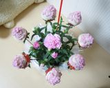 母の日に♪食べれるカーネーション苺♪作り方4写真