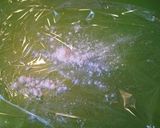 ピザ生地（直径 20 cm）作り方6写真