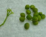 実山椒の保存方作り方4写真