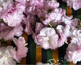 横浜発♡桜仕事終わって桜で包む白玉肉団子作り方12写真