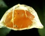 【重慶珍味】麻辣香水鴨血【強烈激辛】作り方2写真