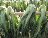 高菜漬け　覚書作り方1写真