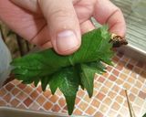 ワカサギ甘露煮de天ぷら作り方3写真