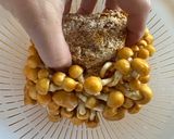 常備菜•なめこの麺つゆ煮作り方2写真