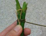 母直伝のちまき作り方14写真