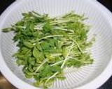 豆苗（とうみょう）のキムチ作り方3写真
