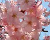 メアリーローズの桜餅作り方1写真
