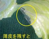 レタスを10倍美味しくするちぎり方作り方4写真