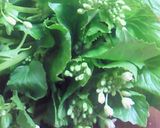 花わさびのおひたし作り方1写真