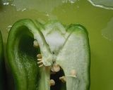 クリーミー♪ピーマンのかまぼこ詰め作り方1写真
