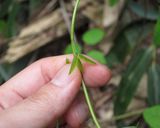 木の芽(アケビのツル)の食べ方♪作り方9写真