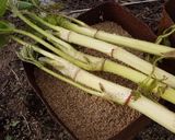 軟白ウドの醤油麹漬け作り方2写真