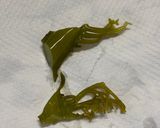 生めかぶ茎わかめ処理方法（身内専用）作り方5写真